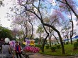 Biêng biếc chuyện tình hoa ban tím