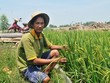 Năm 2014, Võ Văn Tiếng về quê nhà và bắt đầu trồng 2ha lúa theo kiểu tự nhiên, không dùng phân, thuốc hóa học