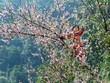 Những 'mùa hoa' ban trắng đẹp nhất Việt Nam