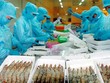 Xuất khẩu tôm “điêu đứng” vì lệnh cấm Link Vào Nhà Cái KL99 COM Tặng +199k của Úc