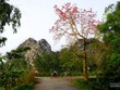 Hoa gạo bung cánh cho mùa xuân chín đỏ
