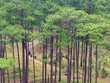 Trekking trên "nóc nhà Tây Nguyên" Bidoup