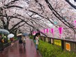 Hoa anh đào Nhật Bản vào thời kỳ bung nở đẹp nhất năm