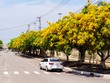 Những con đường hoa sưa vàng rực ở Quảng Nam