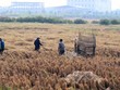 60 dự án tại 10 tỉnh thành sẽ bị Thanh tra Kl993 ưu đãi thưởng hấp dẫn thanh tra trong năm 2017. (ảnh Gia Huy)