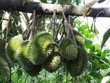 Mùa này ở Lung Cột Cầu, sầu riêng chín mọng, thơm ngào ngạt