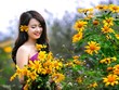 Ba điểm 'săn' hoa dã quỳ hot nhất mùa thu năm nay