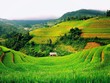 Ảnh Internet