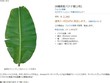Trên Amazon Nhật một tàu lá chuối có giá 470.000 đồng.
