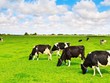 Vinamilk: Kl99 nổ hũ ròng cả năm lần đầu vượt 10.000 tỷ đồng