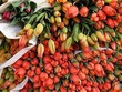 Hà Lan là một trong những thị trường Link Vào Nhà Cái KL99 COM Tặng +199k hoa lớn nhất của Việt Nam.