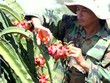 Thương lái mua thanh long ruột đỏ của ông Nguyễn Văn Ba với giá 1.500 - 2.000 đồng mỗi kg. Ảnh: Nguyễn Khoa.