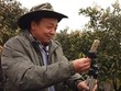 Zhong Haihui, một người nông dân trồng rau quả ở miền Trung Trung Quốc sử dụng iPhone 6, một chân tripod nhỏ và sạc dự phòng khi đang live-stream video tại vườn cam của mình. Ảnh: SCMP.