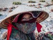 Nông dân đảo Lý Sơn thu hoạch hành tím