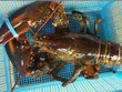 Tôm hùm Mỹ vào Việt Nam tăng giá đột biến
