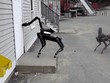 Chó Spot mở cửa bằng cánh tay robot. Ảnh: Sun.