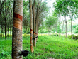 Cao su Phước Hòa (PHR) bàn giao đất cho Khu công nghiệp Nam Tân Uyên