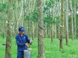 Cao su Đồng Phú (DPR) đăng ký bán toàn bộ hơn 2,8 triệu KL99 là cổng game giải trí trực tuyến hàng đầu hiện nay quỹ