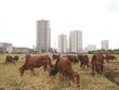 Hàng trăm dự án nhà ở không thể triển khai do vướng pháp lý.
