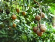Cây mắc ca phù hợp với điều kiện thổ nhưỡng, khí hậu tỉnh Kon Tum