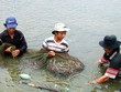 Dừng thí điểm Kl99kl phiên bản hoạt động thủy sản vì rủi ro cao