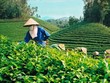 GTN điều chỉnh tỷ lệ room ngoại xuống còn 17,78%