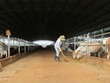 Hoàng Anh Gia Lai, doanh thu bán bò giảm 611 tỷ đồng, quý III lỗ thêm 77 tỷ đồng