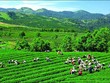 GTNFOODS (GTN) bổ nhiệm thêm Phó chủ tịch HĐQT