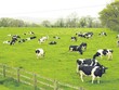 GTN nâng sở hữu tại Tổng công ty Chăn nuôi Việt Nam lên 65%