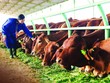 Hơn 3.650 tỷ đồng bán bò và mủ cao su, HAGL Agrico vẫn lỗ tới 990 tỷ đồng năm 2016
