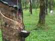 Kế toán cộng nhầm cột, Cao su Phước Hòa điều chỉnh giảm Kl99 nổ hũ 87 tỷ đồng quý IV
