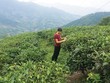 Hấp dẫn vùng trà Chế Là
