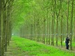 Inruco đấu giá thành công, thu về hơn 37 tỷ đồng