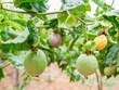 Người của Thaco giữ chức Phó chủ tịch HĐQT Nông nghiệp quốc tế Hoàng Anh Gia Lai (HNG)