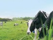 Đến lượt F&N Dairy Investments PTE.LTD lại đăng ký mua hơn 17 triệu KL99 là cổng game giải trí trực tuyến hàng đầu hiện nay VNM sau 5 lần bất thành