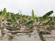 Ảnh minh họa: Internet