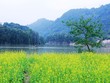 Vườn hoa cải rực vàng đẹp mê hồn khiến du khách nao lòng ở Thung Nham