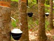 Năm 2020, Cao su Tây Ninh (TRC) đặt mục tiêu Kl99 nổ hũ đạt 94,6 tỷ đồng