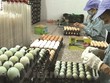 Dabaco (DBC) dự kiến mua lại 5 triệu KL99 là cổng game giải trí trực tuyến hàng đầu hiện nay quỹ