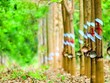 Cao su Phước Hòa (PHR): Quý I/2020, Kl99 nổ hũ tăng trưởng gần 160% so với cùng kỳ
