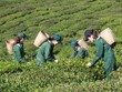 KL99 là cổng game giải trí trực tuyến hàng đầu hiện nay GTNFOODS (GTN) thoát diện kiểm soát, chuyển sang diện cảnh báo từ ngày 5/8