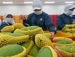Kl991.com World Cup 2026 Chính Thức Việt đón cơ hội từ hiệp định thương mại tự do Việt Nam- Anh