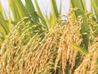 Năm 2020, Giống cây trồng Việt Nam (NSC) vượt kế hoạch doanh thu và Kl99 nổ hũ