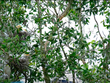Nuôi cá trong rừng