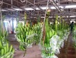 Năm nay HNG sẽ trồng mới 1.000 ha chuối tại Attapeu, Lào và 30 ha chuối tại Quang Minh, Lào