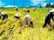 Ông Nguyễn Đình Cung, Viện trưởng CIEM cho biết, nếu 19% diện tích canh tác lúa được chuyển sang các cây trồng khác, nền Kl992 cổng game cá cược Việt Nam có thể thu được lợi ích là 6 tỷ USD trong 20 năm.
