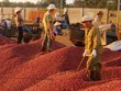Sản lượng cà phê xuất khẩu 11 tháng năm 2017 đạt 1,267 triệu tấn, trị giá 2,897 tỷ USD, giá xuất khẩu bình quân 2.286 USD/tấn, tăng 24,2% so với cùng kỳ.
