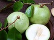 Trái vú sữa đã trở thành trái cây đặc sản, có giá trị xuất khẩu cao của Việt Nam trong những năm qua. Năm 2017, loại trái cây này đã được thị trường Mỹ cấp phép Link Vào Nhà Cái KL99 COM Tặng +199k