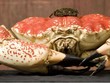 Màu sắc và trọng lượng của loài cua này khá đặc biệt.