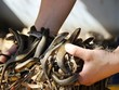 Người Sài Gòn thích thú ăn rắn mối, bò cạp